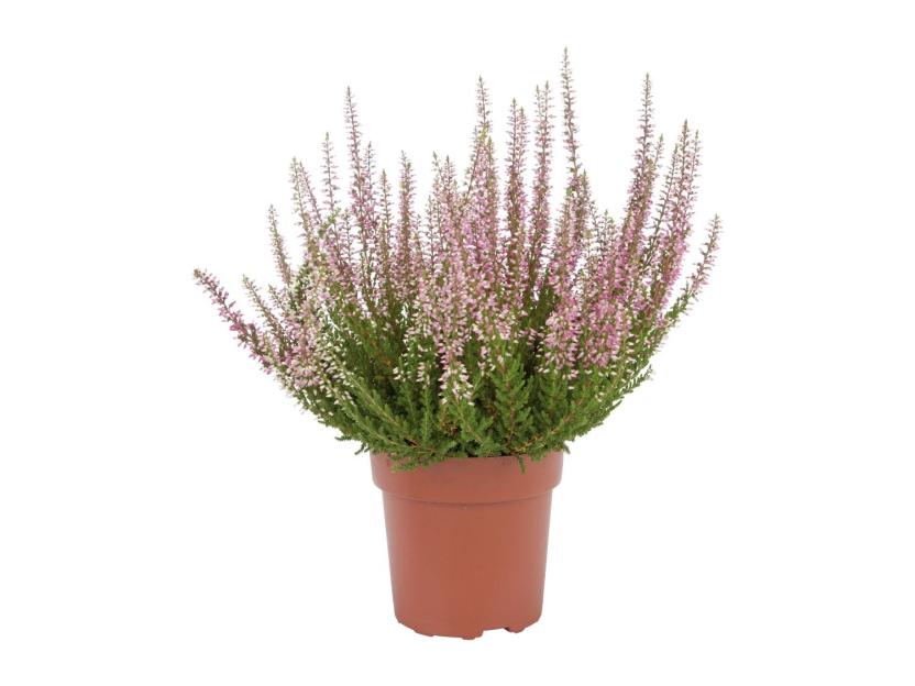 Autumn Heather