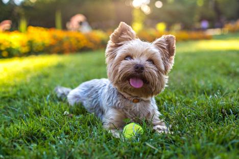 Yorkshire terrier playing with a tennis ball in the grass.