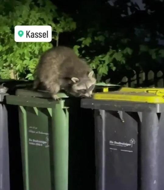Raccoon on trash cans in Kassel, Germany.