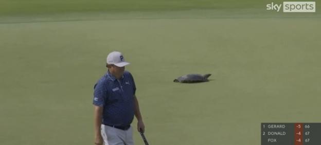 A turtle crossing a golf green during the USPGA Championship, delaying play.
