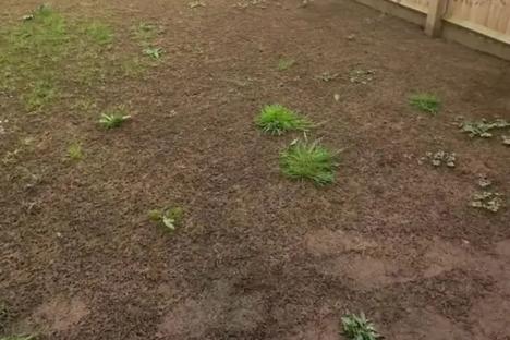 Newbuild owners show before & after of ‘garden nightmare’ that went from green & fluffy to muddy pit after pest invasion