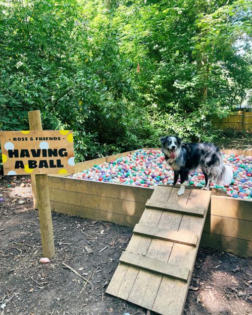 The bizarre UK ‘Disneyland for dogs’ with splash park, attractions and treasure trails