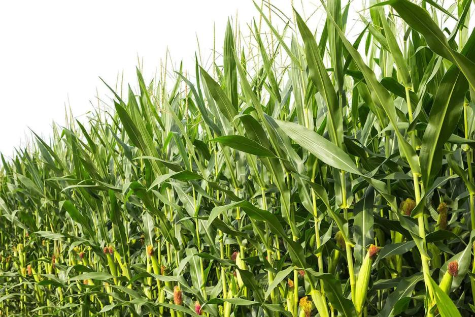 Food Price Cut: Why Nigerian farmers should not cultivate maize, rice – Tedheke