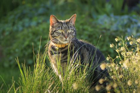B&Q’s selling a gorgeous summer plant that needs no watering – it blooms all summer & stops cats pooing in your garden