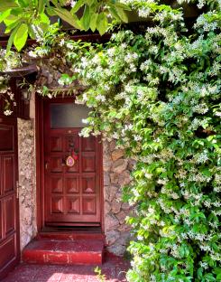 Jasmine flowers blooming on a stone house wall next to a wooden door.