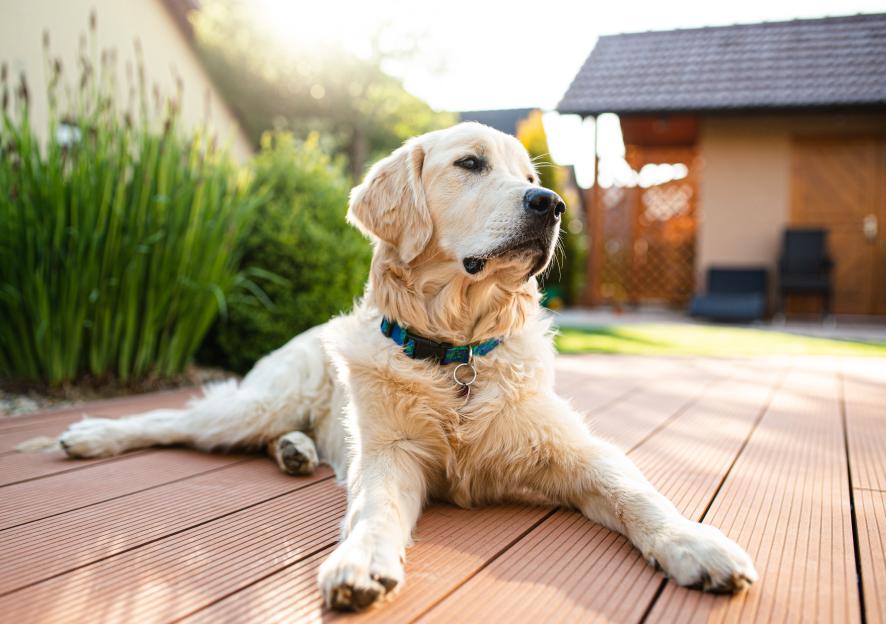 Wilko’s £3.99 hot weather buy will keep your dog cool while lazing on patio this August – and no water is needed
