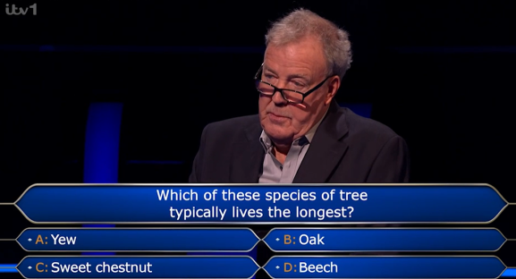 Contestant on game show considering which tree lives longest: yew, oak, sweet chestnut, or beech.