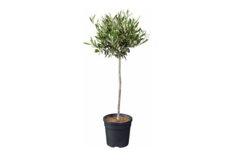 Olive tree in a black pot.