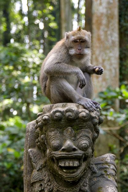 A long-tailed macaque sits on a mossy stone statue in a forest.