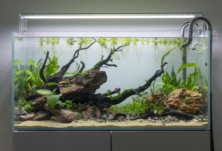 Planted aquarium with dragon stone, wood, and cherry shrimp.