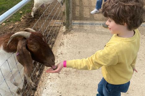 I took my kids to the Cotswolds attraction that has cute farm animals, huge playground and nearby campsite