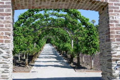Pathway through arched apple trees in a garden.