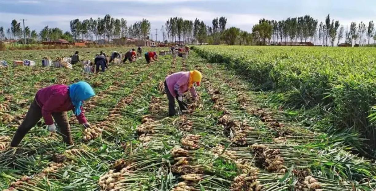 Higher fertilizer cost threatenening wet season farming – Jigawa farmers cry out