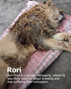 Lion, Rori, lying on a blanket, suffering from concussion.