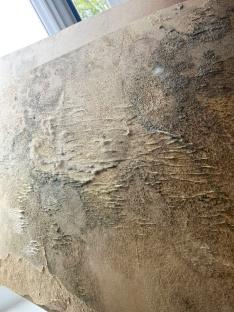 Close-up of mold and peeling wallpaper on a wall.