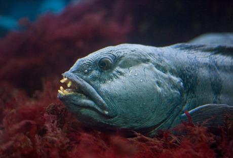 Close-up of a wolf fish underwater.