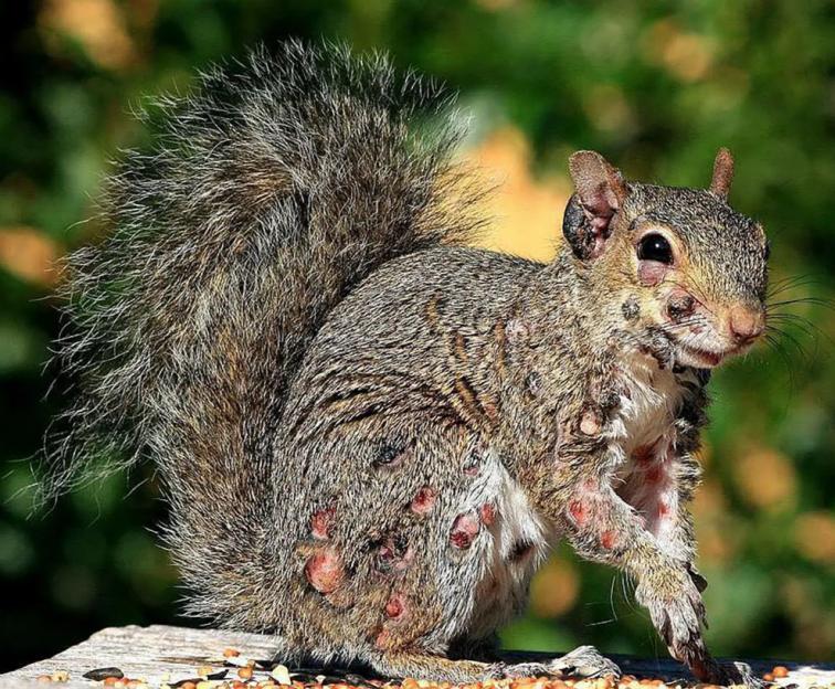 Squirrel with sores.