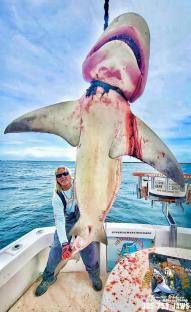 A man holding a large, bloodied shark on a boat.