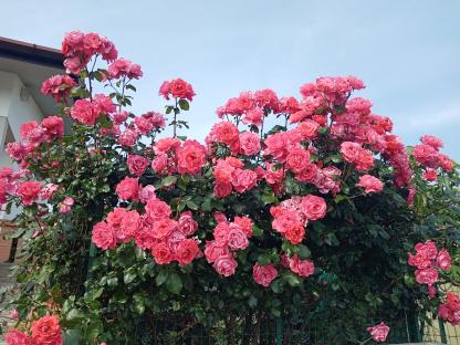 A bush of pink roses in bloom.