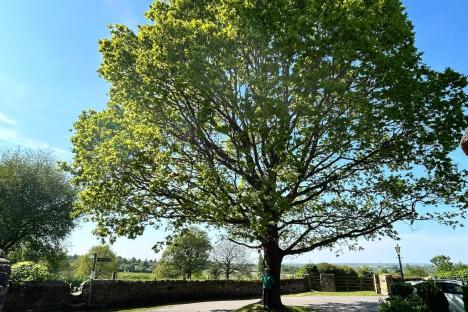 Our village is at war over 60ft oak tree – I live in darkness & fear it’ll crush my home… but I can’t chop it down