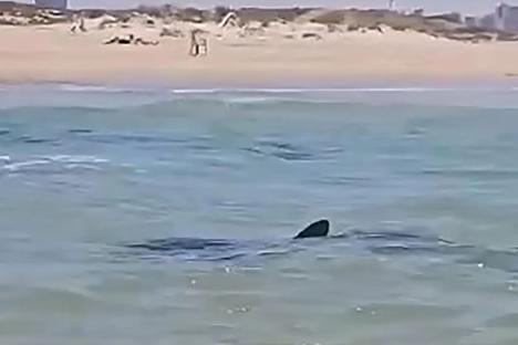 Swimmer missing feared dead after being mauled by shark in sea in front of horrified crowd in Israel