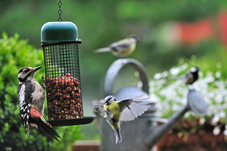 Urgent warning for gardeners over bird feeder mistake that could be putting birds in danger