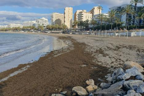 Brit hols hotspot beaches in Marbella facing emergency as they are SWAMPED by 2,500 tons of rotting stinking seaweed