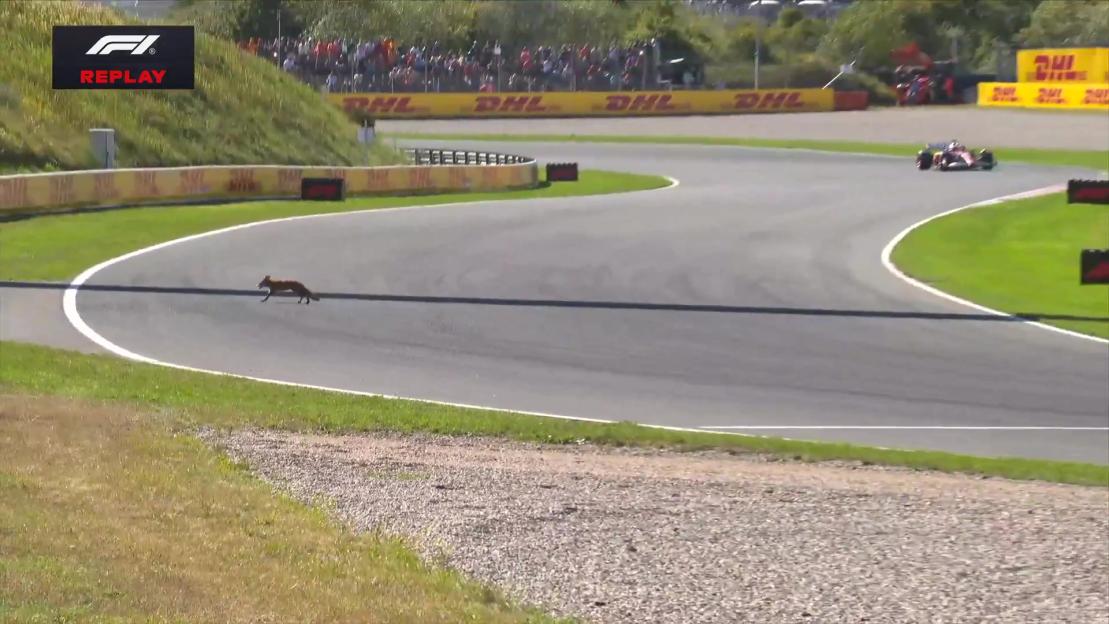 Fox running across a race track during Formula 1 qualifying.