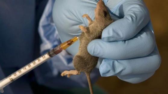 One dead after Lassa fever resurfaces in Kano hospital