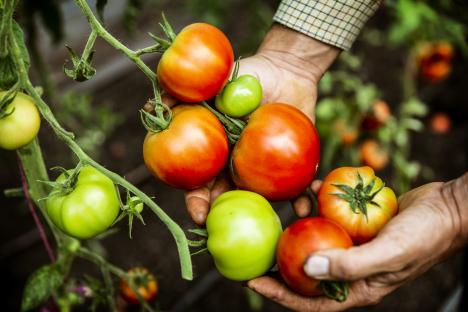 Gardeners growing tomato plants can make them much sweeter with 65p Asda buy everyone has in their cupboards