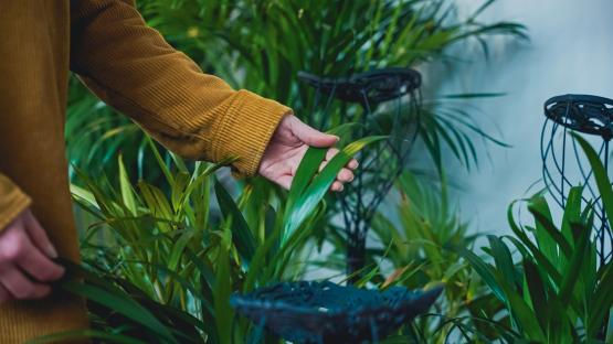 Person's hand touching lush green plants.