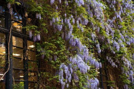 Wisteria blossoms growing on a building.