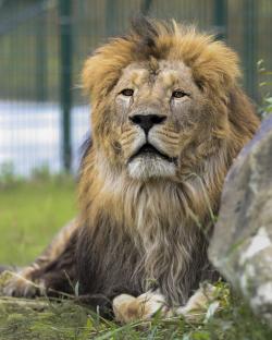 Lion rescued from Ukraine.