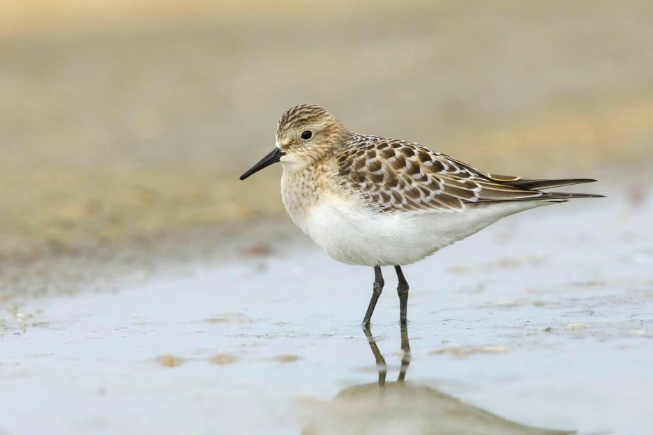 Baird's sandpiper wading on a California beach.