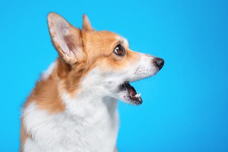 Profile of a surprised Welsh Corgi against a blue background.