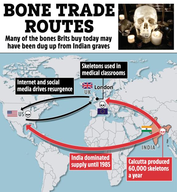 Illustration of human bone trade routes from India to the US and UK.