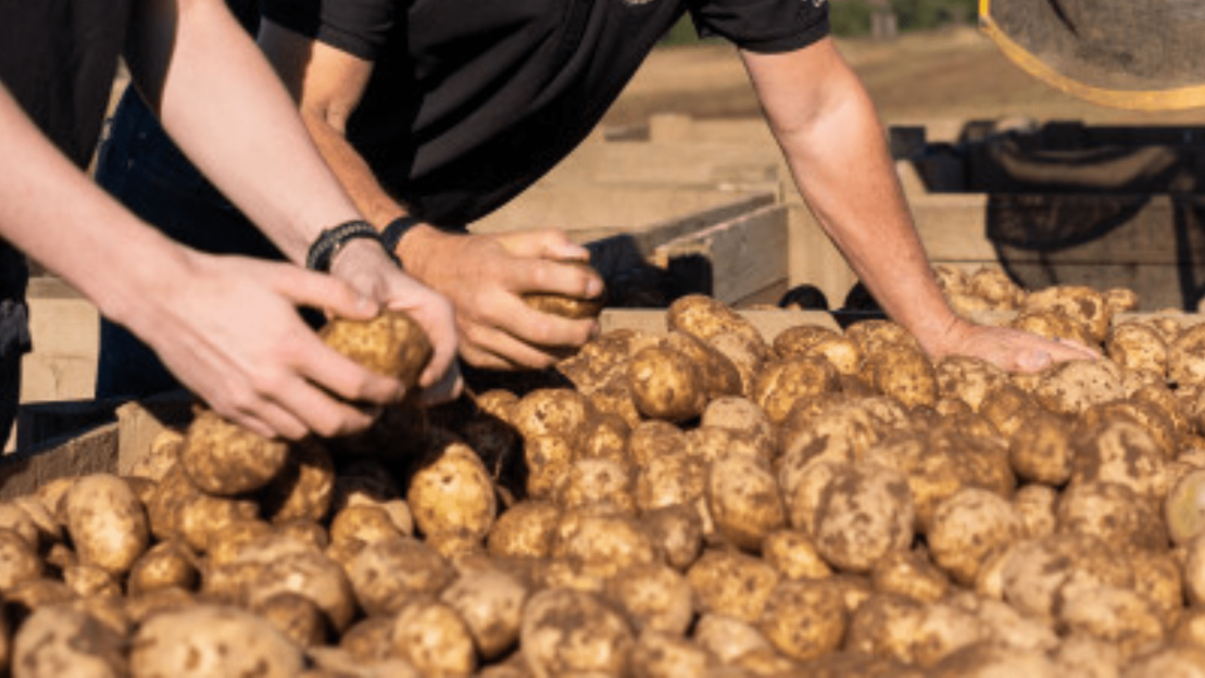 Aldi’s potato guru exposes common mistakes that can ruin your dinner – and warning sign your spud isn’t safe to eat