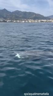 A 12-meter basking shark swimming near the beaches of Marbella.