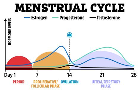 Illustration of a chart showing hormone levels throughout the menstrual cycle.