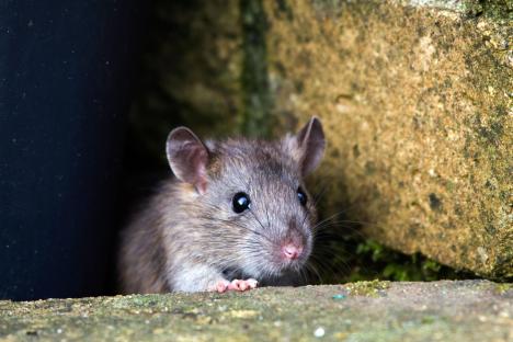 ‘It’s the perfect home for rats’ Brits reveal the garden feature rodents ‘love’ & the sure sign they’ve moved in