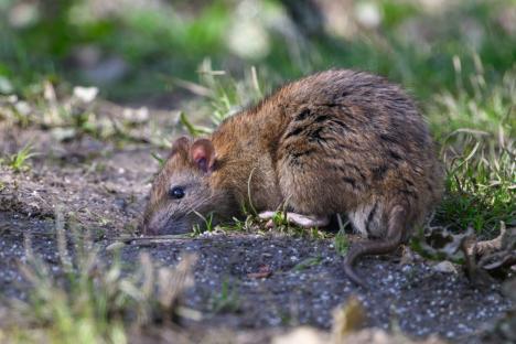 Gardeners urged to grate 50p bathroom essential over their lawn to get rid of rats once and for all