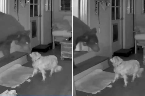 Watch incredible moment elderly dog Doodle bravely fights off BEAR after beast smashes into house while owner slept