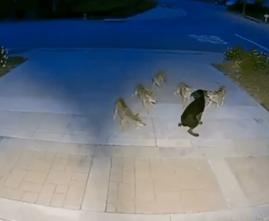Watch hero puppy Duke defend street from pack of bloodthirsty coyotes fighting off beasts for 45 agonizing minutes