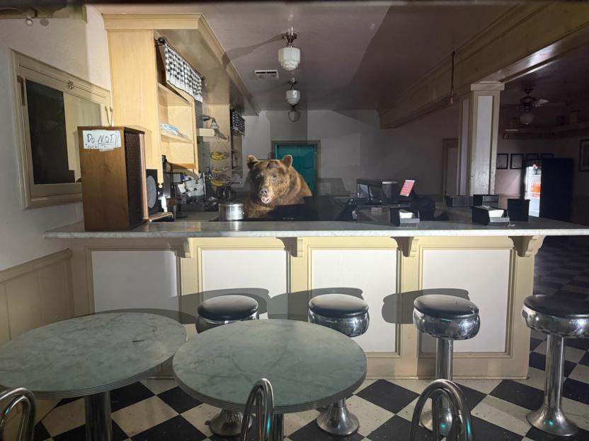 Bear sitting at a diner counter.