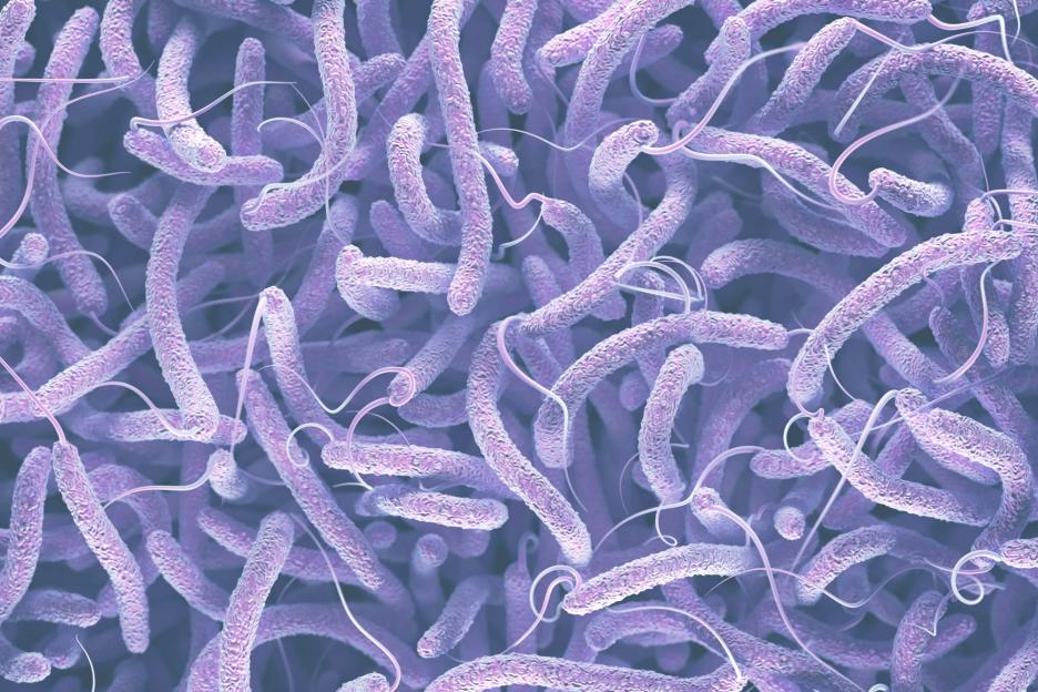 Illustration of Vibrio bacteria.