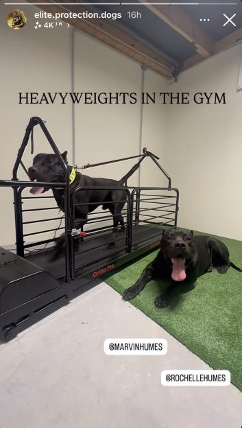 Two black guard dogs, one on a dog treadmill and the other lying on artificial grass.