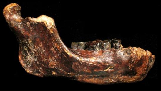 Jaw of lost human cousin that’s NOT Neanderthal found at bottom of sea with teeth intact & may only be 10,000 years old