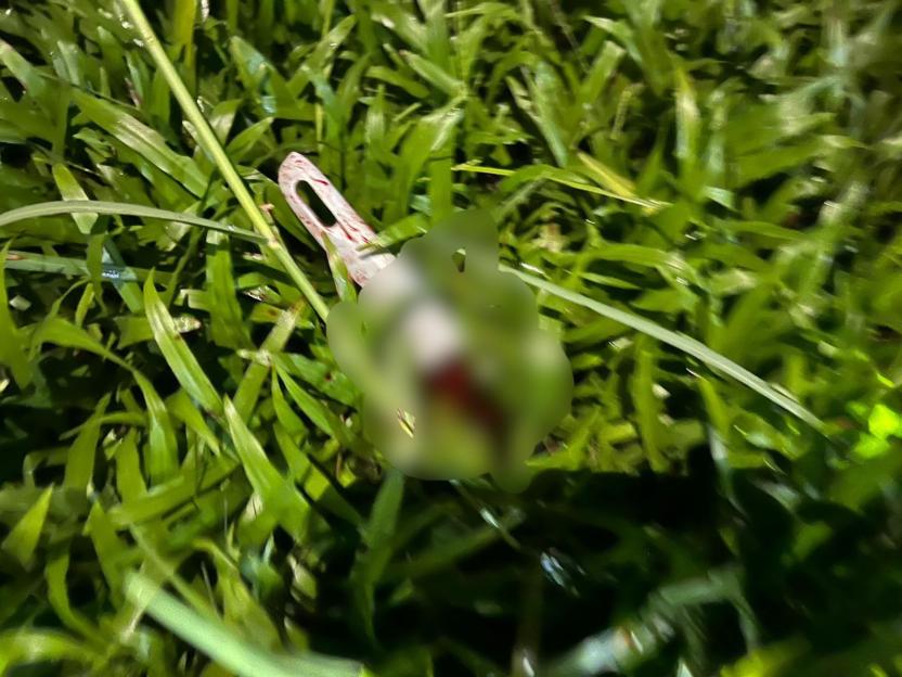 Bloody knife in grass.