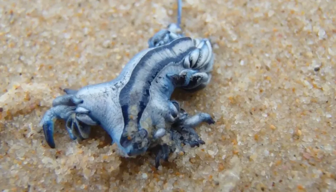 Blue glaucus on sand.