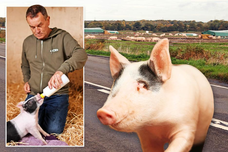 Blind Piglet Benny Defies the Odds in Daring Escape from Farm, Braving a Busy Road!